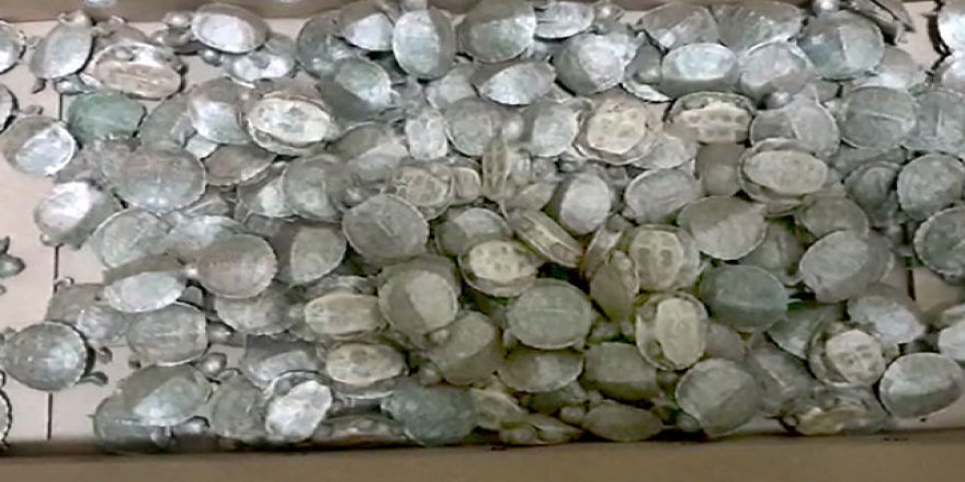 Kaplumbağalar sınırı geçemedi