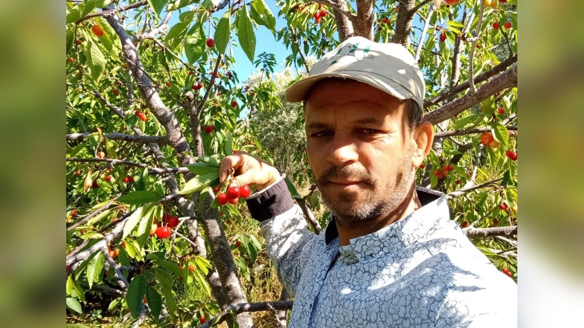 Sarıgöl'de Napolyon kirazı üreticisinin yüzü güldü