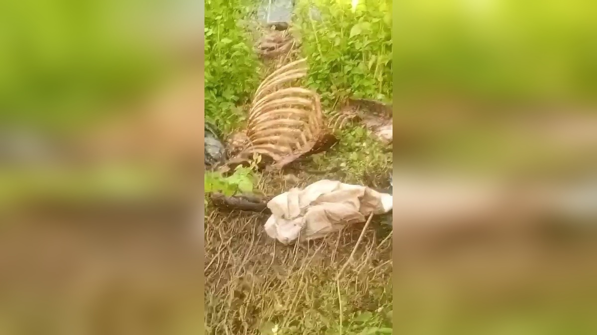 Adapazarı'nda dere kenarında at kemikleri bulundu