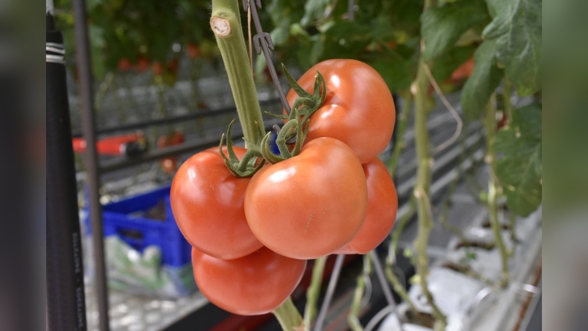 Sivas'ta jeotermal enerjiyle ısıtılan cam serada domates hasadı başladı