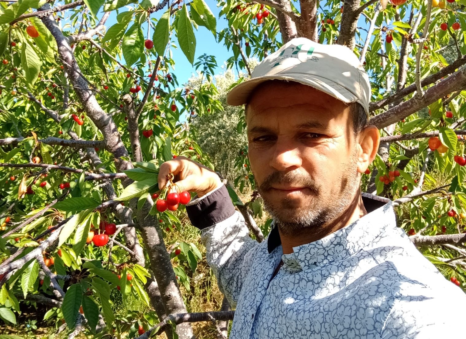 Napolyon kirazının fiyatı üreticileri sevindirdi