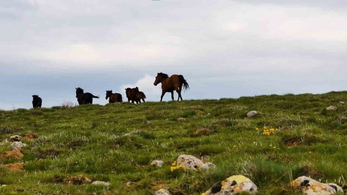 Kızılcahamam yaylalarında yılkı atları