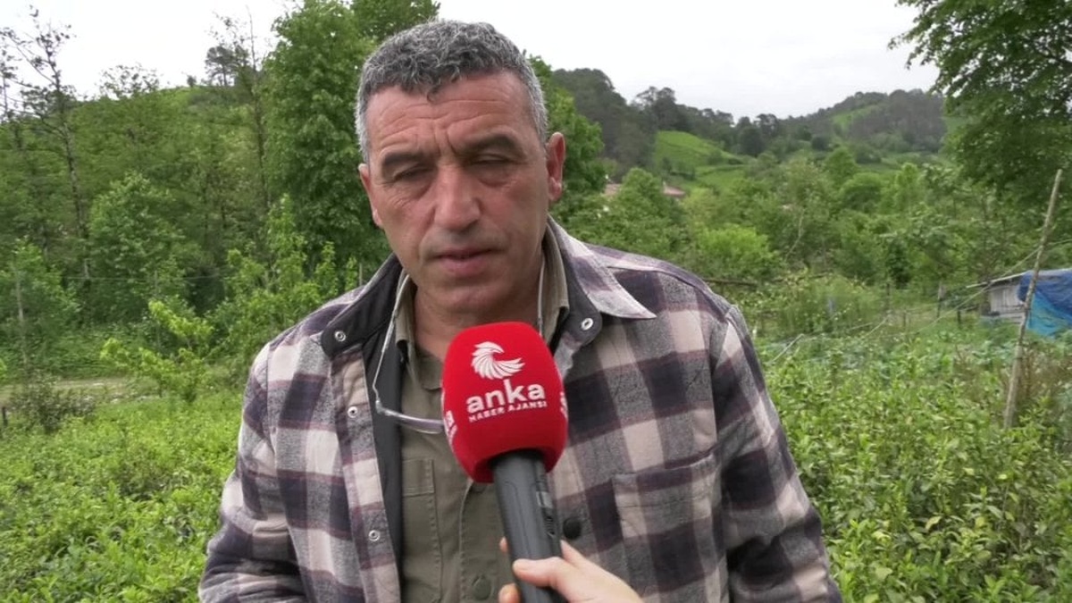 Fındıklı Ziraat Odası Başkanı Özsoy: Çayda şartlı 5 lira destekleme istiyoruz