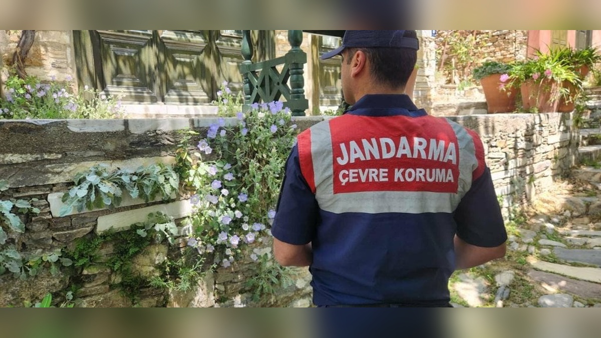 Aydın'da tüylü çan çiçeğini koparmanın cezası 577 bin TL