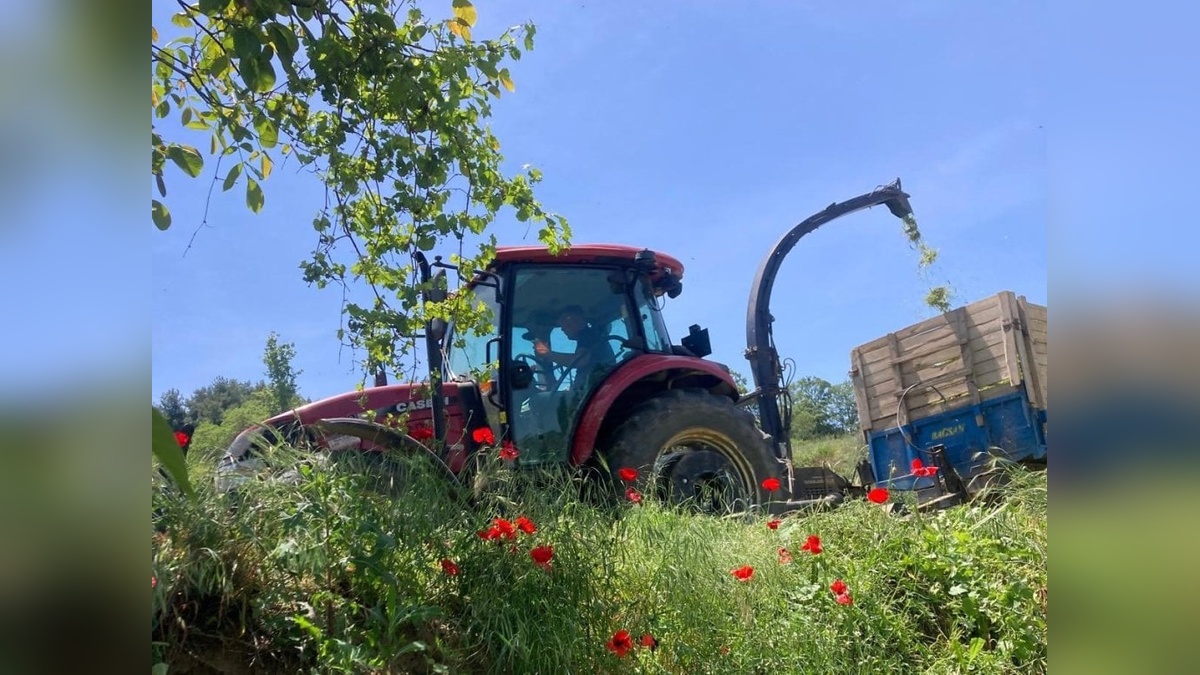 Manisa'da çiftçi Ahmet Ur'dan süt verimini artıran doğal yöntem
