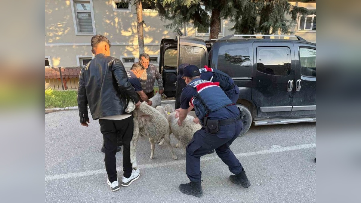 Polatlı'da koyun hırsızı yakalandı