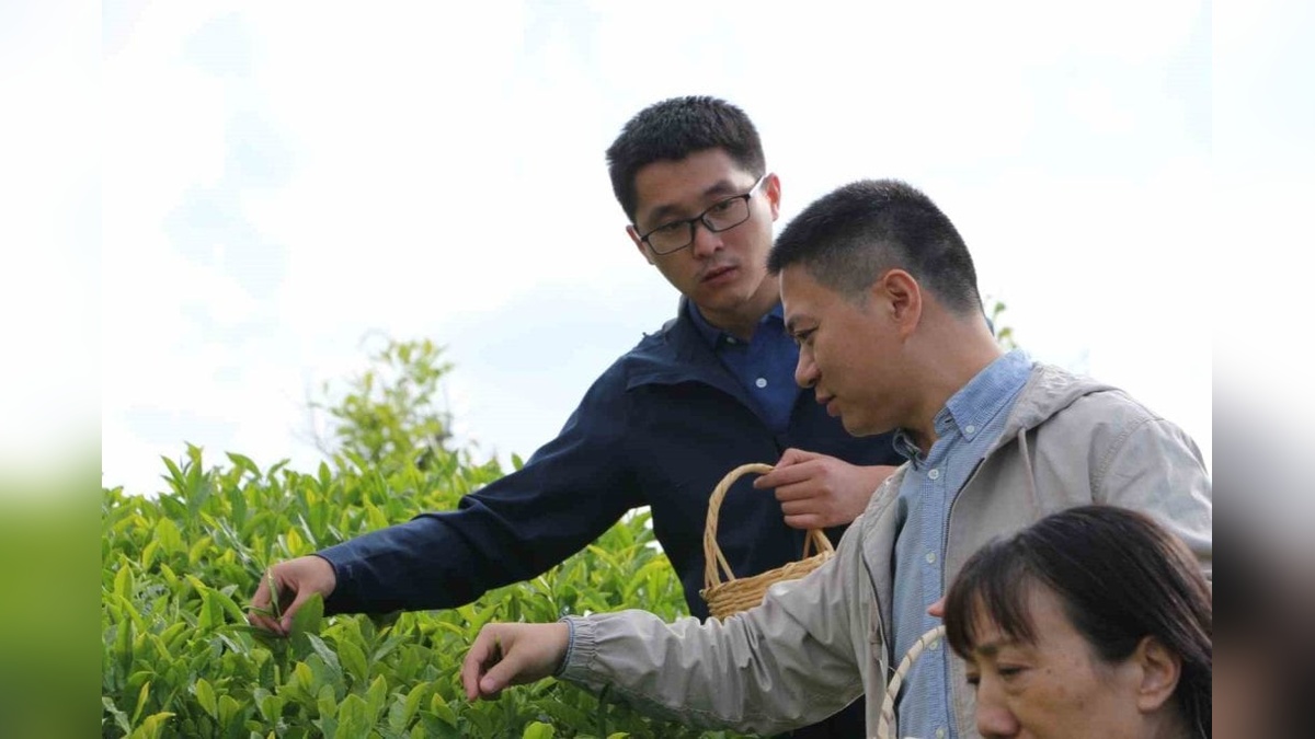 Çinli akademisyenler Rize'de çay hasadı yaptı