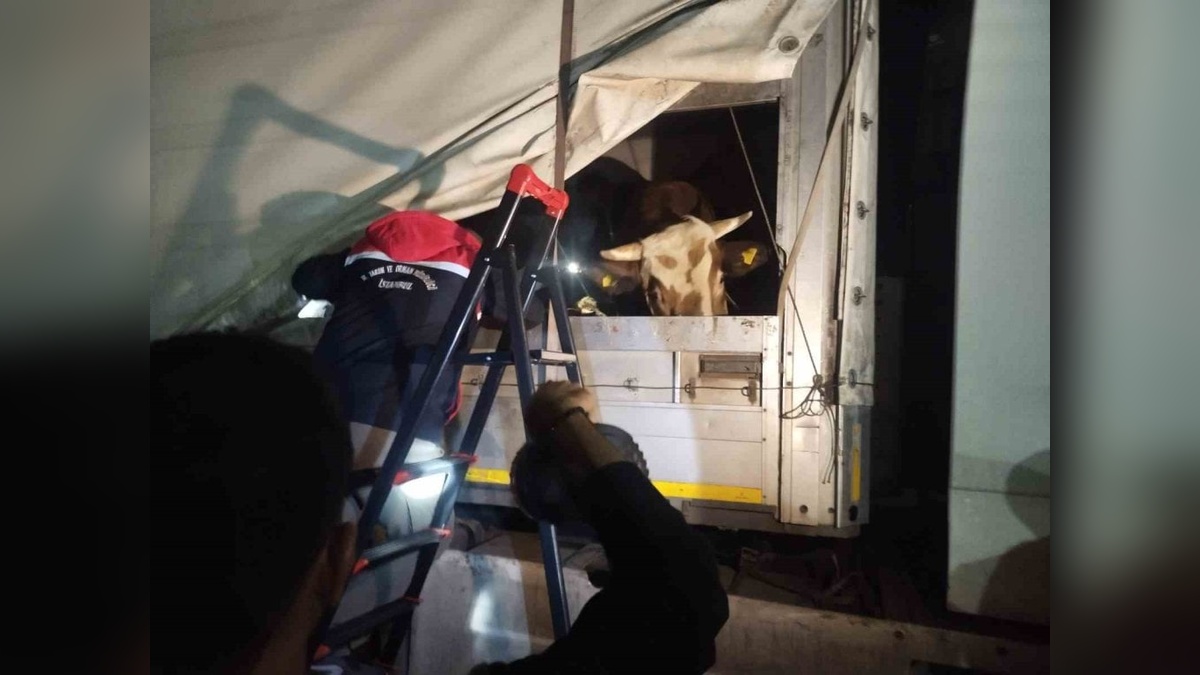 İstanbul'a kurbanlık sevkiyatı başladı: İl Tarım ve Orman Müdürlüğü denetimleri sıkılaştırdı