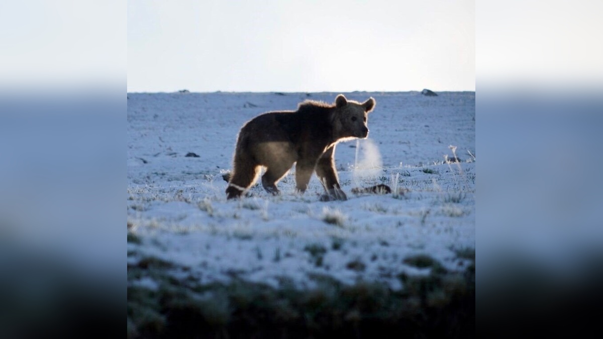 Posof'ta kış uykusundan uyanan ayı görüntülendi