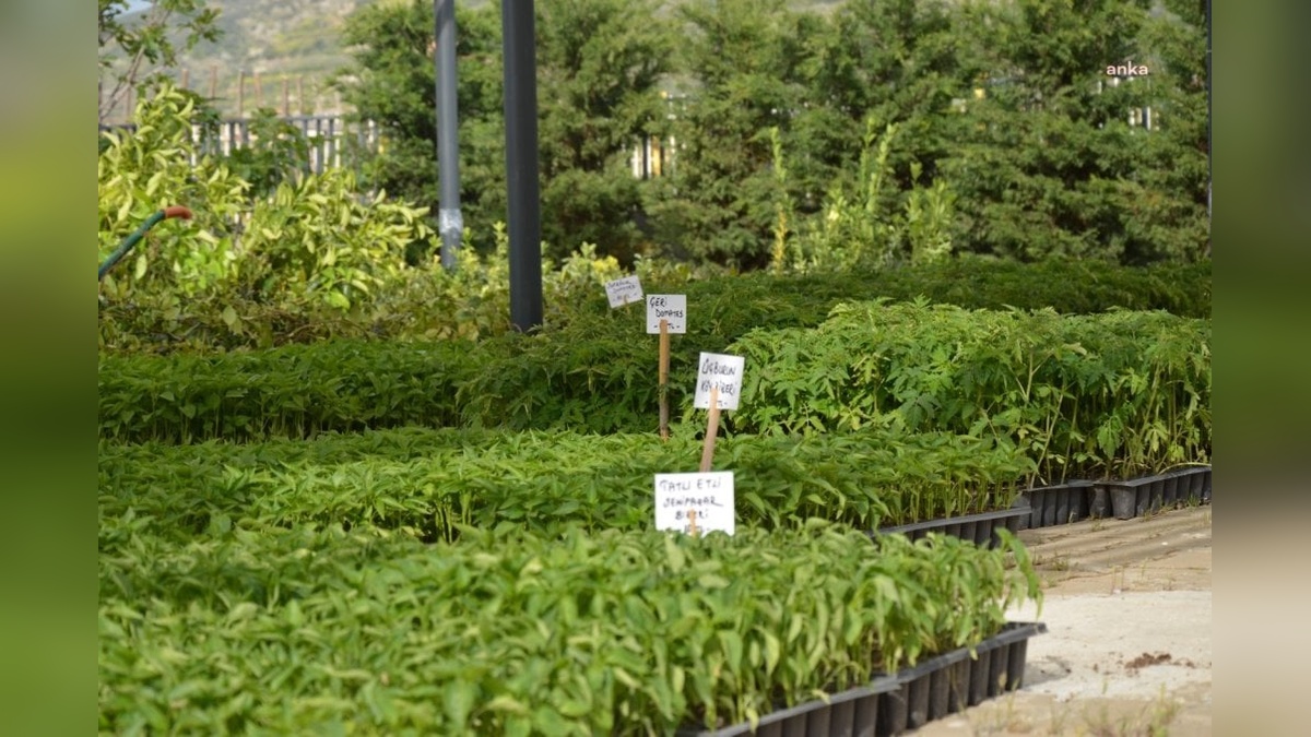 Efes Tarlası Yaşam Köyü’nde yerel tohumlardan fide üretimi