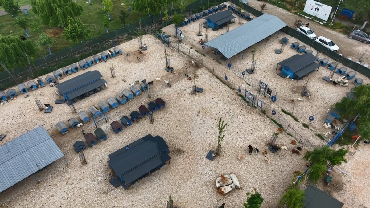 Terk edilen hayvanlara müzik terapisi: Bursa'da Emekli Hayvan Çiftliği huzurlu bir yuva sunuyor