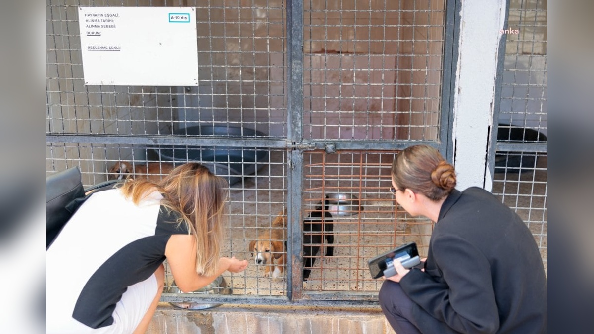 Konak Belediyesi'nde 4 can dosta yuva bulundu