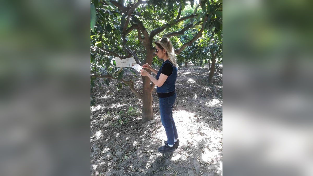 Söke'de akdeniz meyve sineği ve zeytin sineği tuzakları kontrol edildi