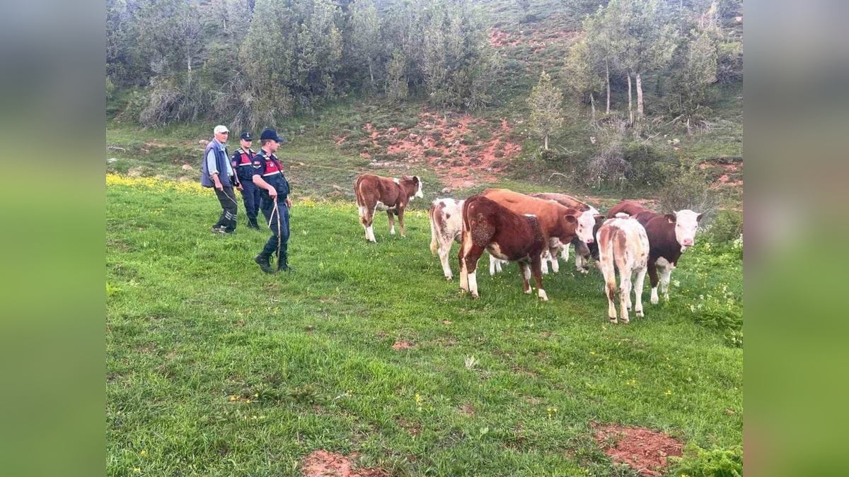 Yozgat'ta kaybolan büyükbaş hayvanlar jandarma tarafından bulundu