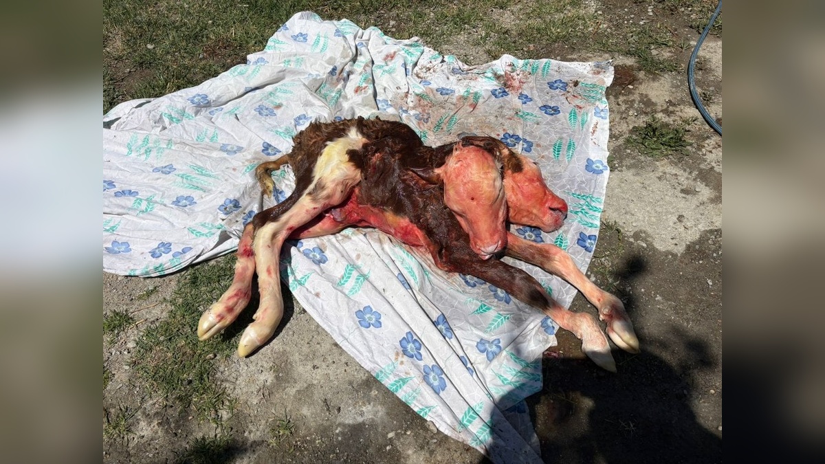 Bartın'da çift başlı buzağı ölü doğdu