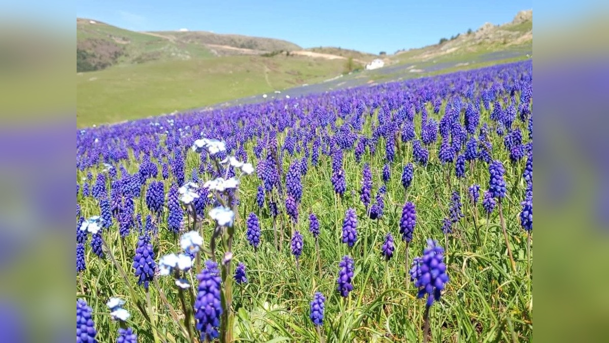 Ordu'nun Çambaşı Yaylası'nda dağ sümbülleri doğaseverleri büyülüyor