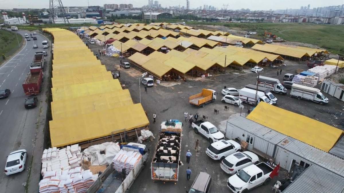 İstanbul'a kurbanlıklar geldi: Fiyatlar 250 bin liradan başlıyor