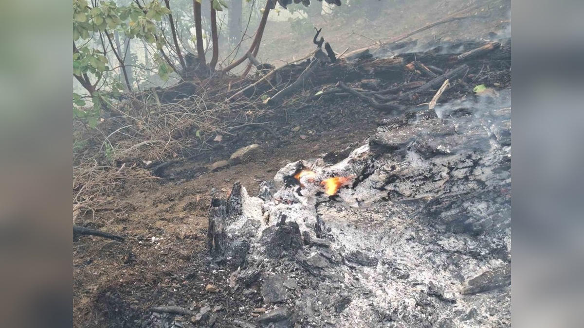 Kahramanmaraş'ta orman yangınına müdahale
