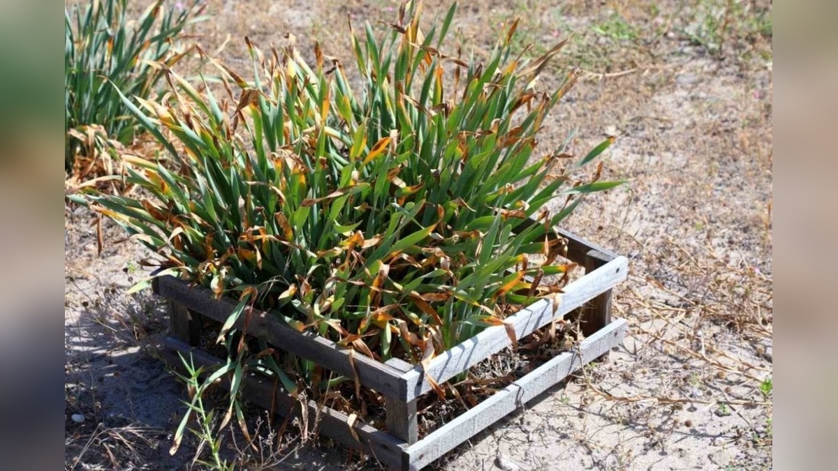 Bodrum'da kum zambakları için farkındalık etkinliği