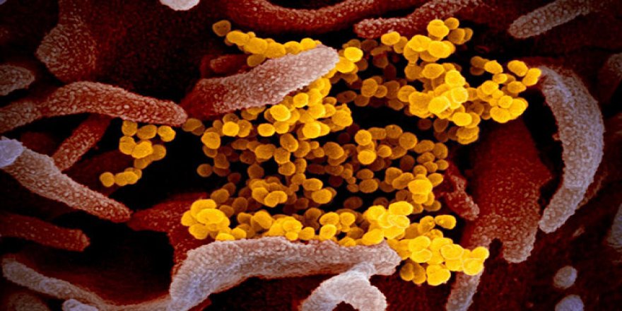 İstanbul Üniversitesi gazete arşivlerini dijitale taşıdı