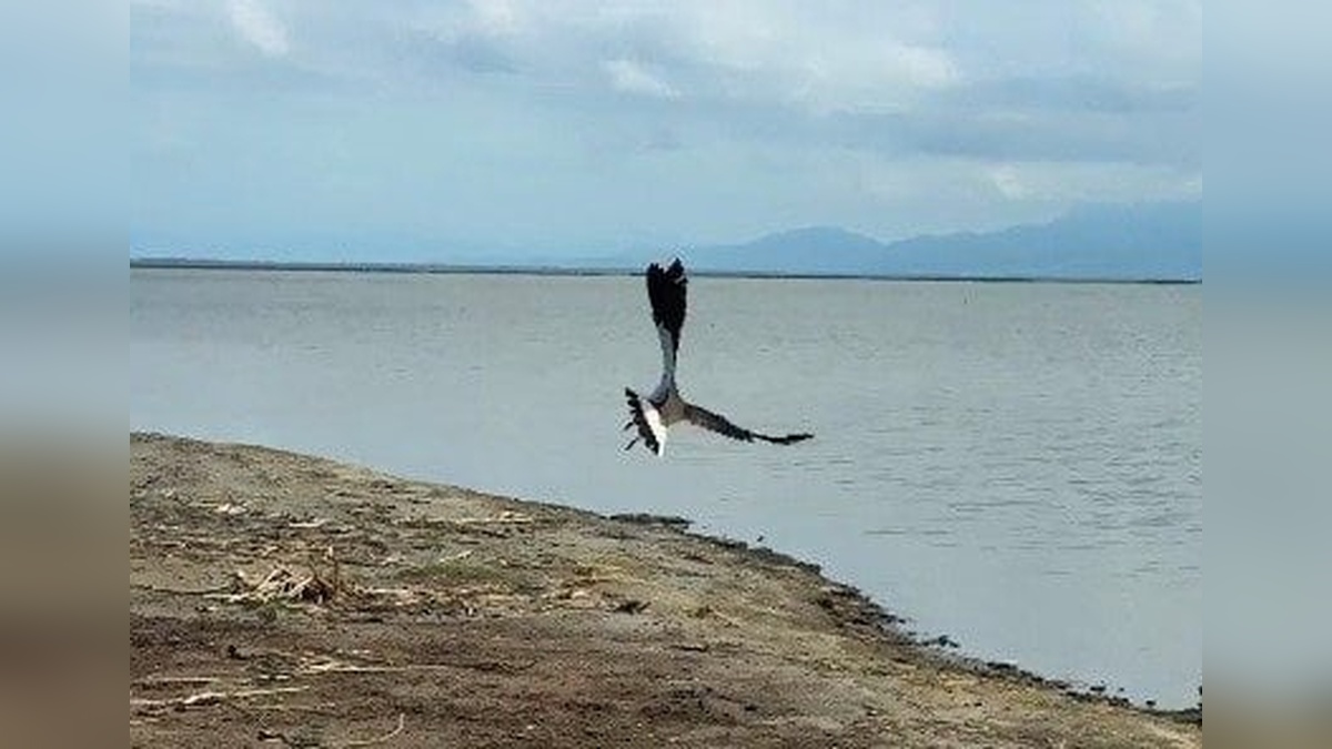 Samsun'da yaralı kız kuşu sağlığına kavuştu