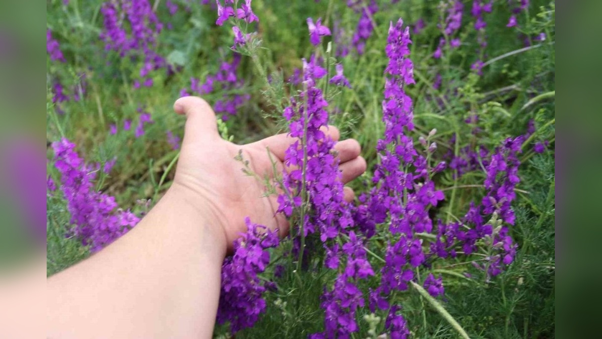 Eskişehir'de mor renkli Söğüt Otları doğaseverleri büyüledi