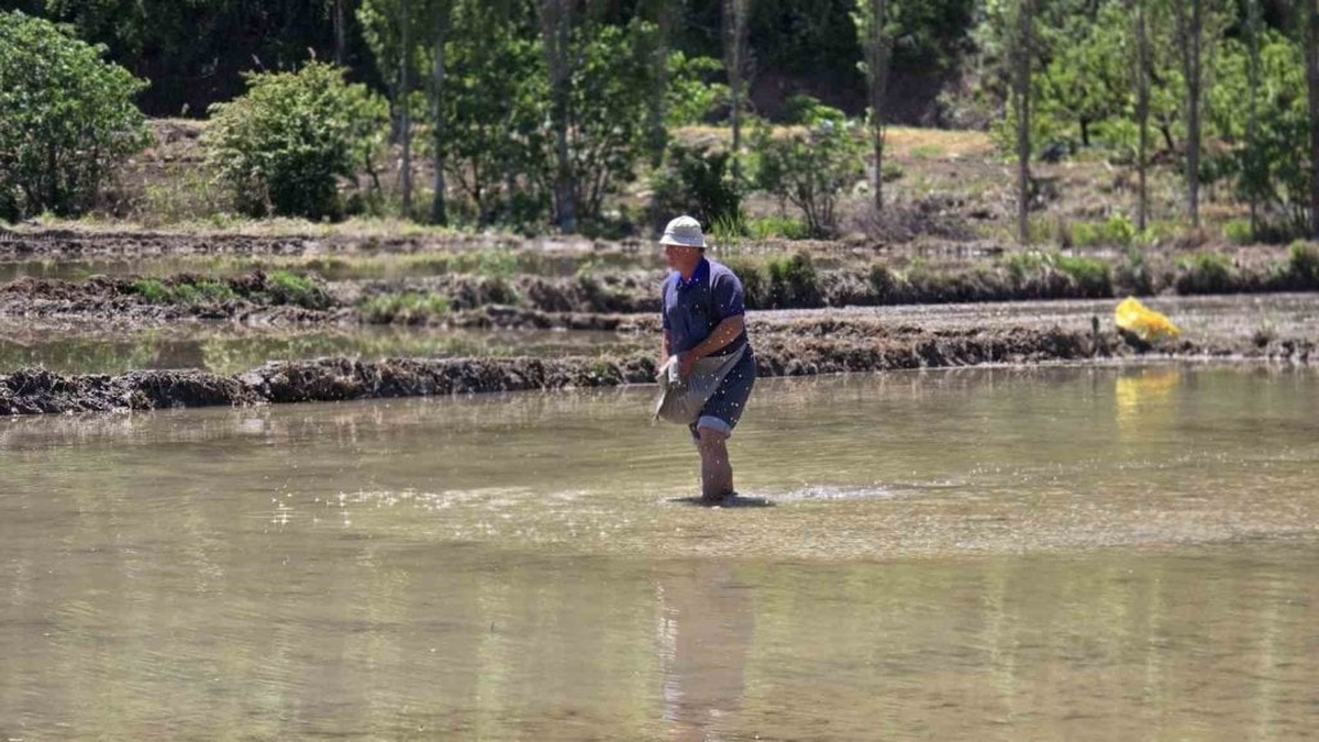 Karabük'te çeltik ekimi devam ediyor