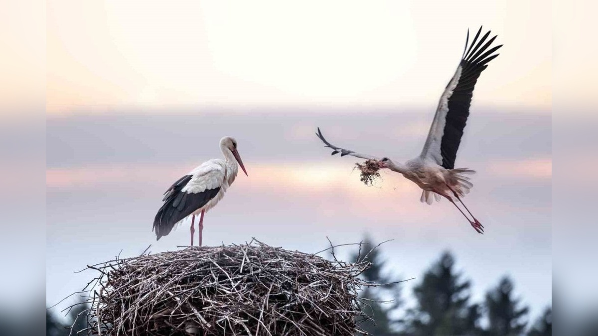 Uluslararası Bursa Leylek Şenliği başlıyor