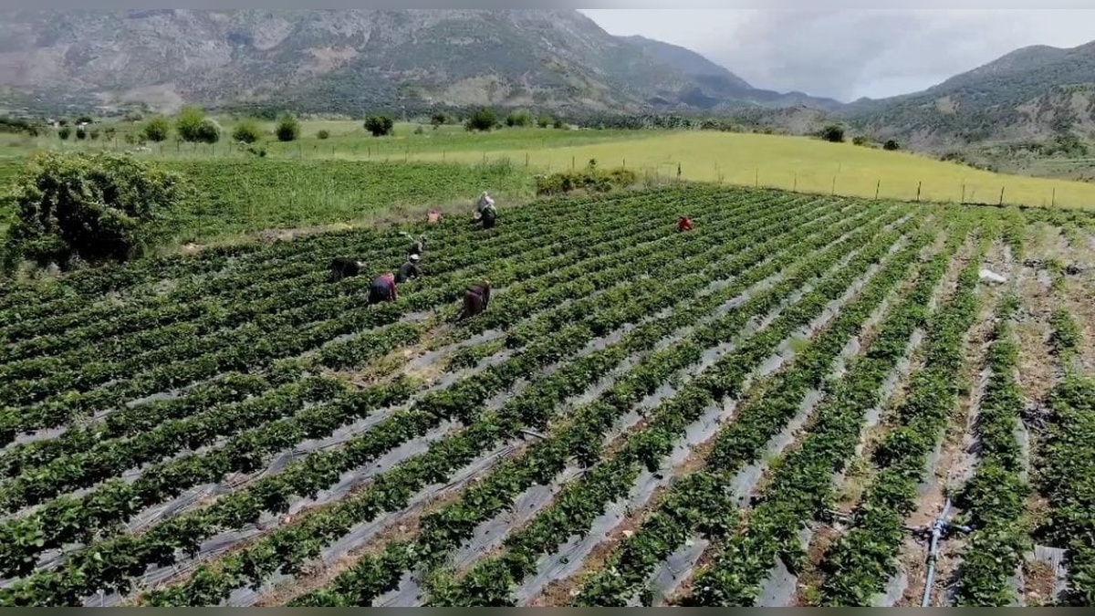 Batman Valisi Canalp: Sason çileği ekonomiye 350 milyon lira katkı sağlıyor