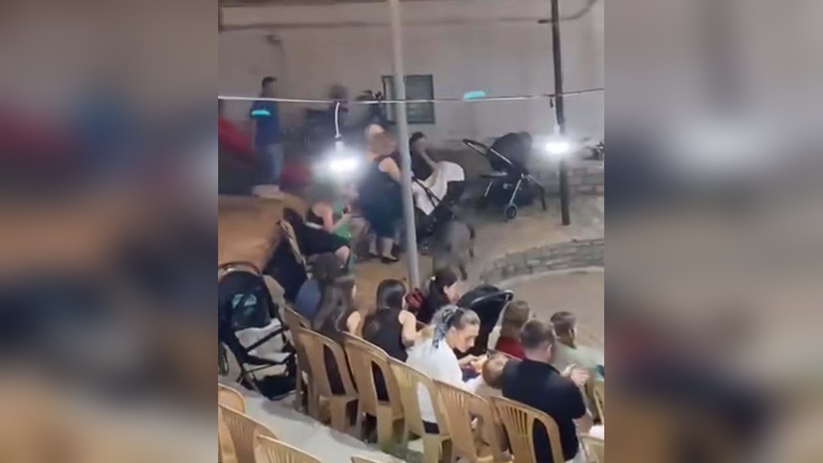 Bodrum'da düğün davetsiz misafiri: Domuz, kalabalığın arasına daldı