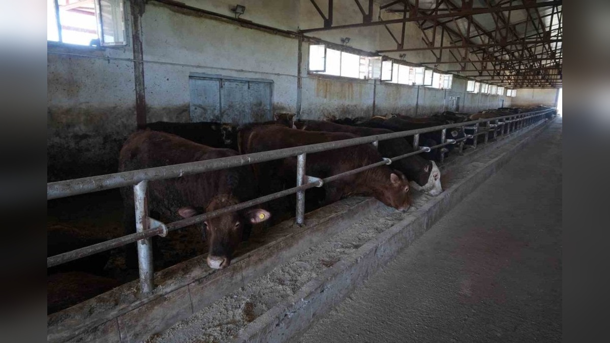 Muş'tan 30 bin kurbanlık sevk edildi: 3 milyar TL'lik gelir bekleniyor