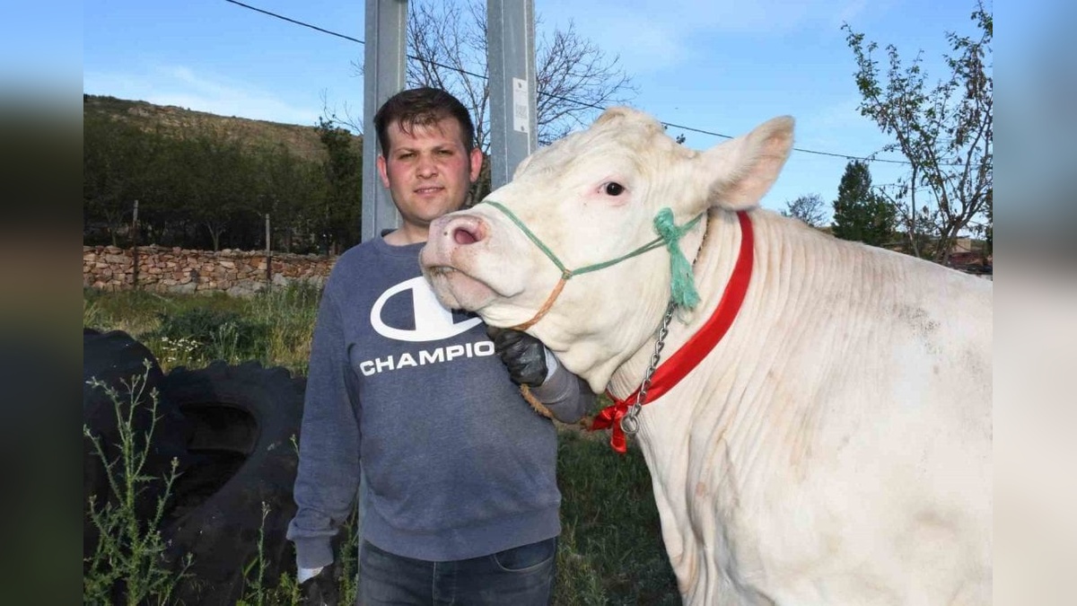 Yozgat'ta dev kurbanlık: Pamuk Kız, 320 bin liraya alıcısını bekliyor