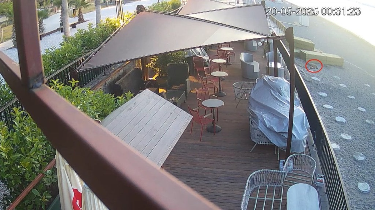 Antalya Konyaaltı Sahili'nde caretta caretta yuvası bulundu