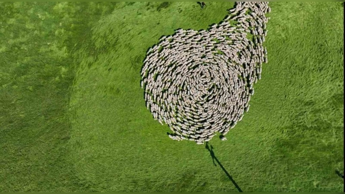 Karacabey Tarım İşletmesi’nde 20 bin koyunla 'Dünya Dönüyor' koreografisi