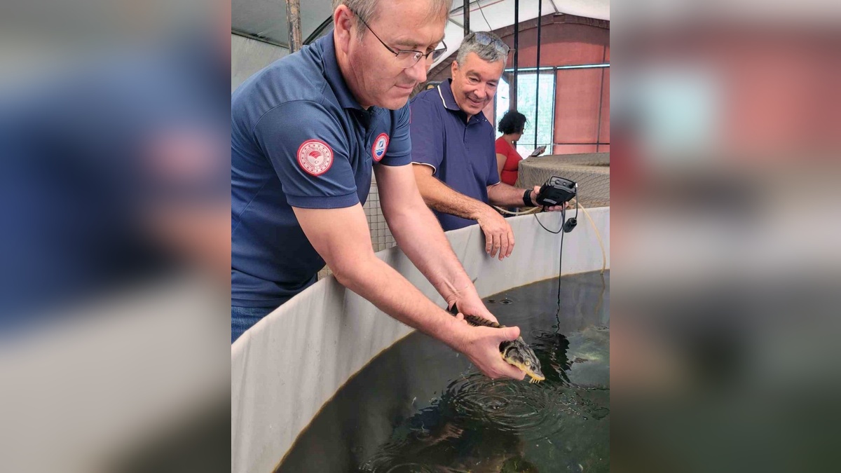 Milas'ta mersin balığı yetiştiriciliği başladı