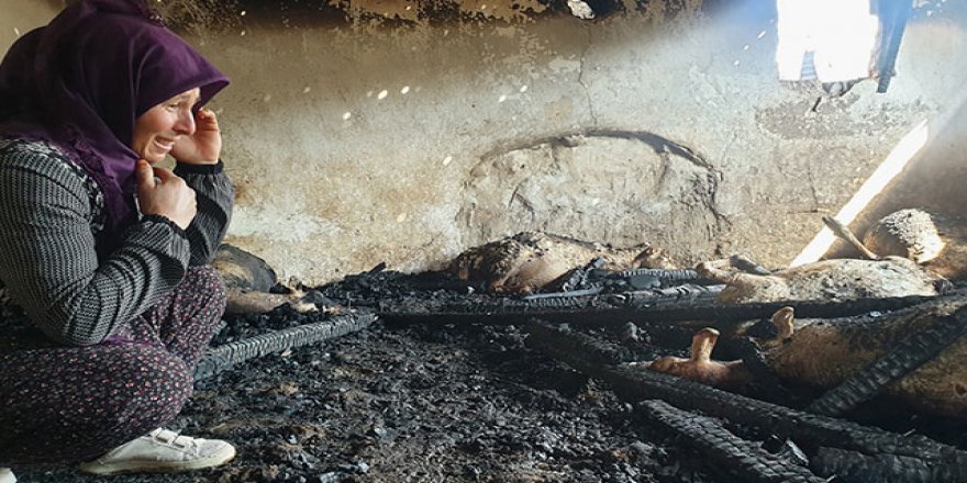 Yangında 26 koyunu telef olan kadın, gözyaşlarına boğuldu