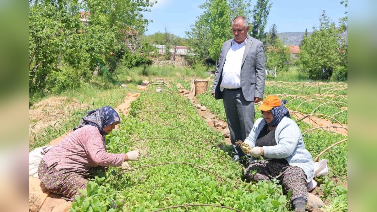 Beyağaç'ta tütün fideleri tarlaya dikildi