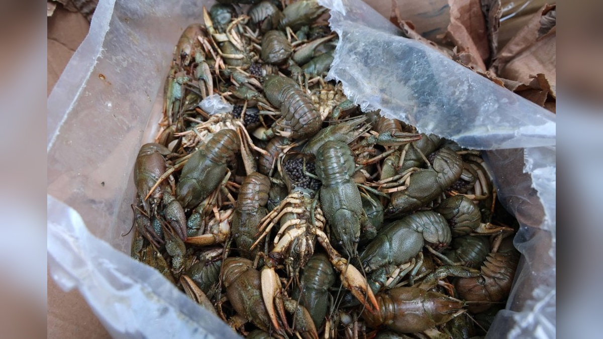 Antalya'da usulsüz taşınan 300 kilogram kerevit ve 40 kilogram mavi yengeç ele geçirildi