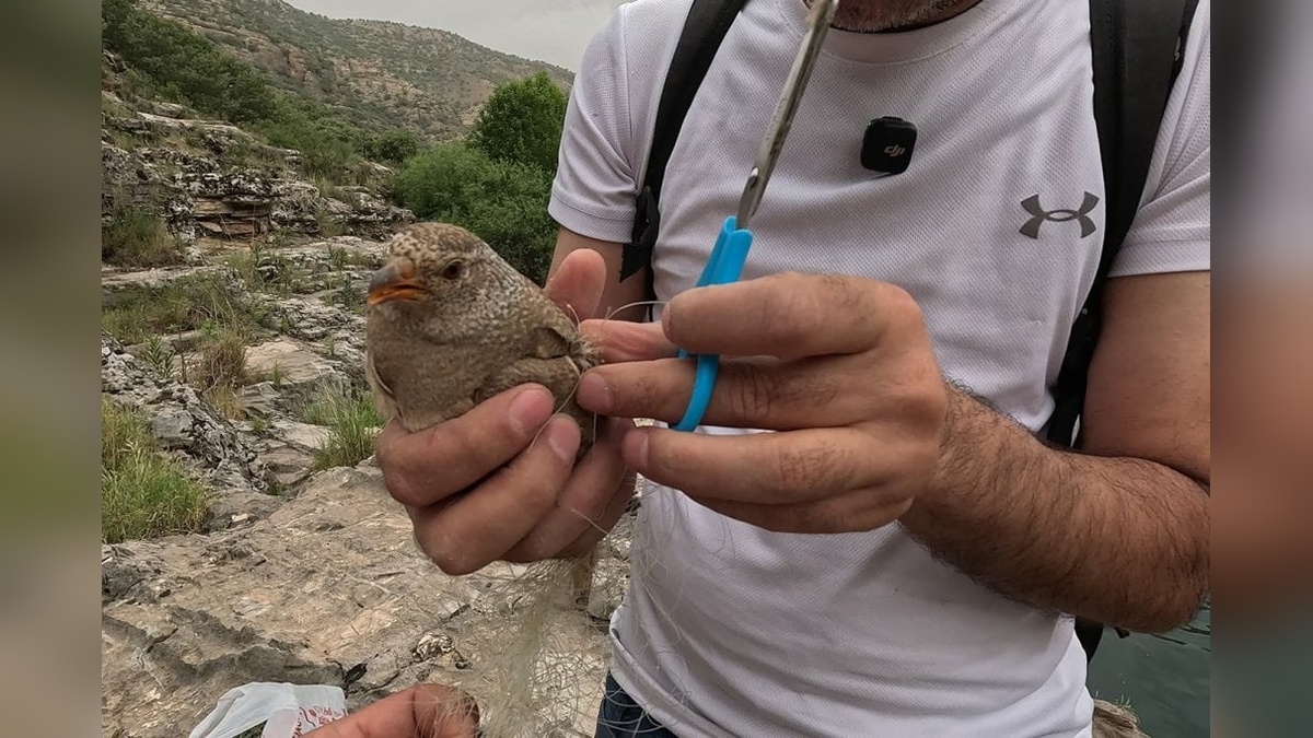 Şırnak'ta balıkçı ağına takılan kum kekliği kurtarıldı