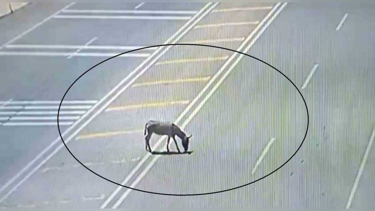 Hatay'da sahipsiz eşek trafiği tehlikeye attı