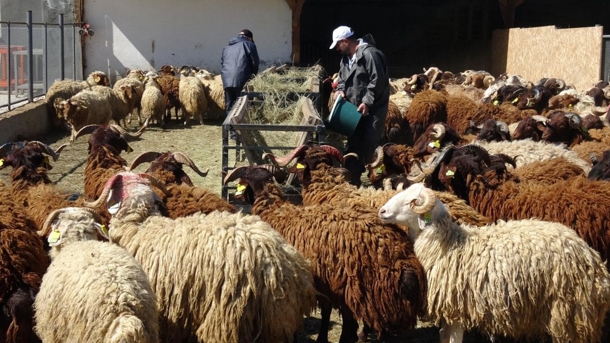 Atatürk Üniversitesi'nden kurbanlık satışları başladı