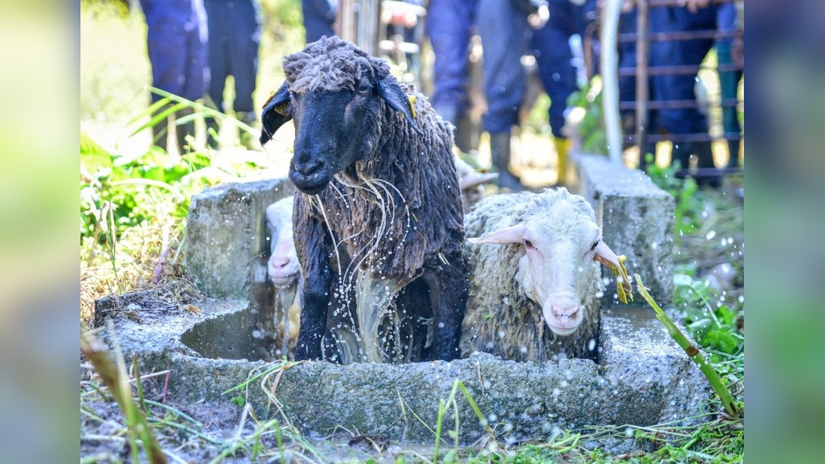 BUÜ Veteriner Fakültesi'nde 800 yıllık gelenek: Koyunlar kırkım öncesi yıkandı