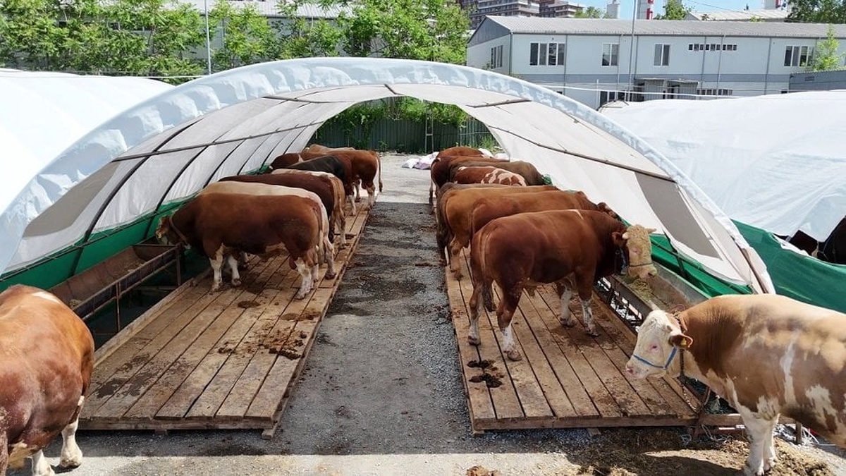 Bağcılar kurban pazarının şampiyonu: 1 ton 150 kiloluk dev tosun