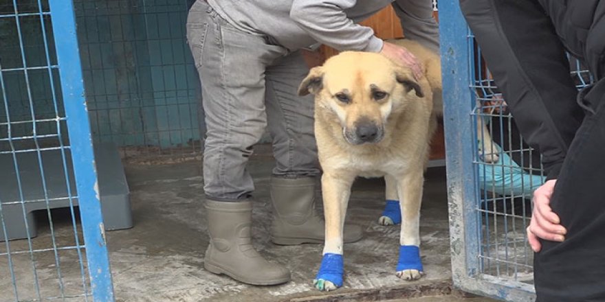 Büyükçekmece'de otomobilin arkasına bağlanıp sürüklenen köpek sahiplendirildi
