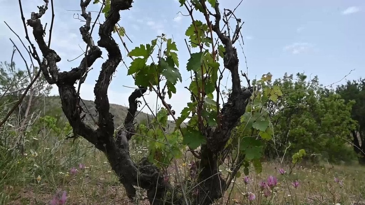 Bahadın Belediyesi'nden bağcılık projesi: 1400 dönümlük arazi eski görkemine kavuşacak