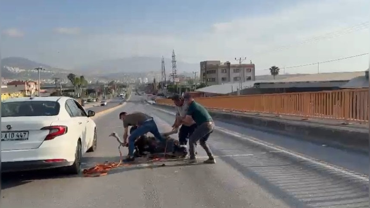İskenderun'da deve kuşu trafiği birbirine kattı