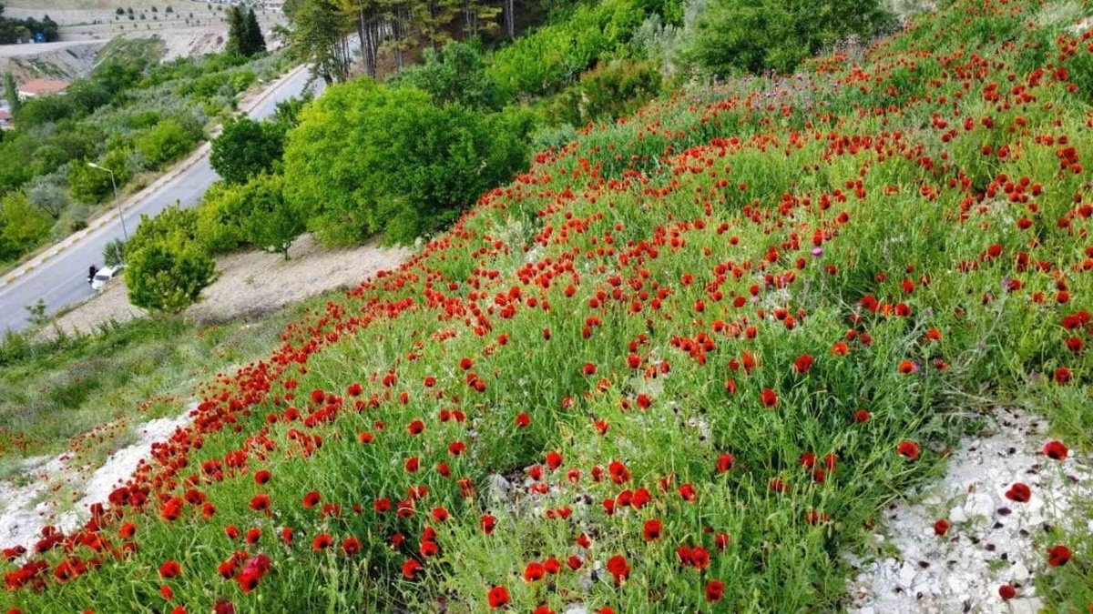 Demirci'de baharın müjdecisi gelincikler açtı