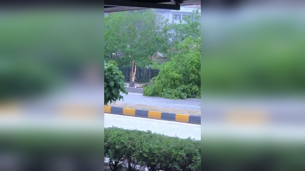 Zonguldak'ın Devrek ilçesinde şiddetli rüzgar: Ağaçlar devrildi