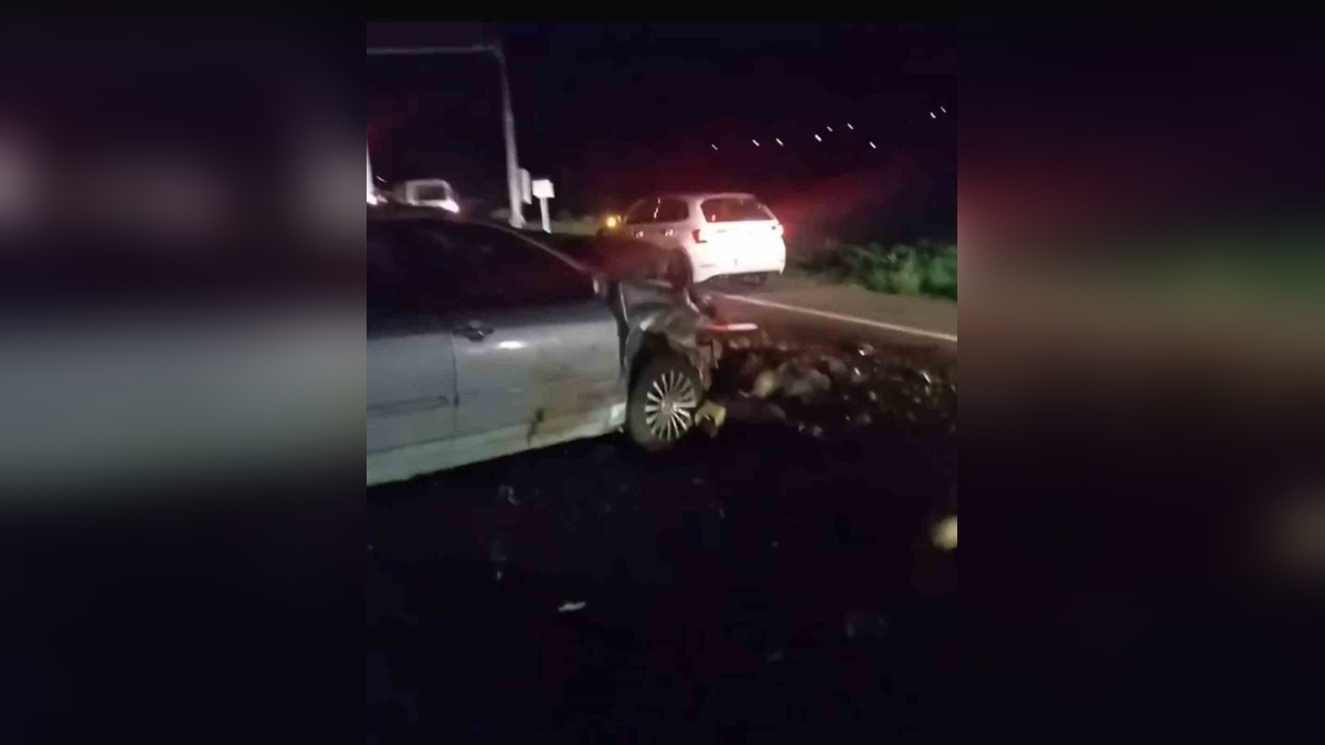 Iğdır'da sürüye otomobil çarptı: 25 koyun telef oldu