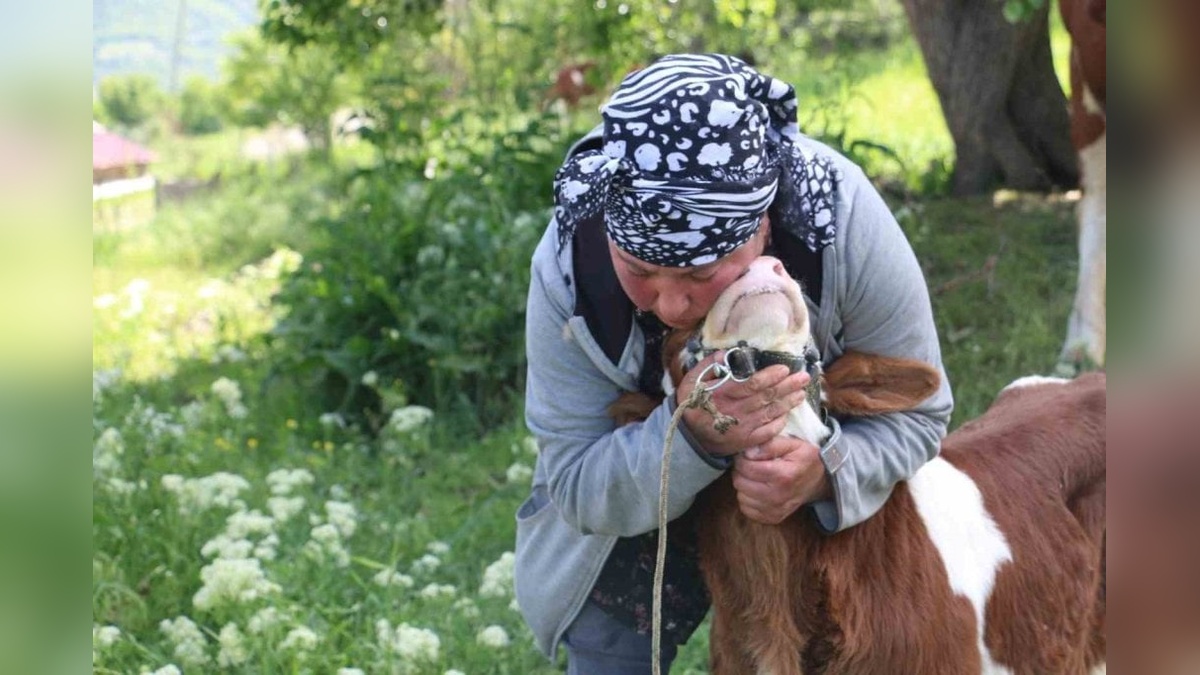 Gürcistanlı Nino, Erzincan'da hayvancılığa renk katıyor